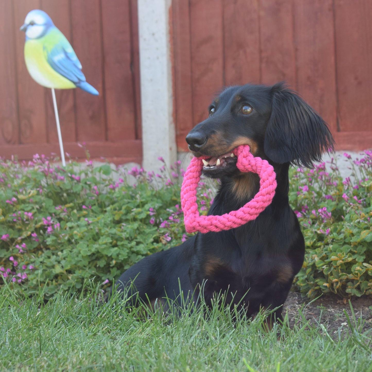 Heart Tugger Toy